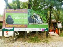 Samedi 7/03 - Site maya de Palenque, El Panchan
